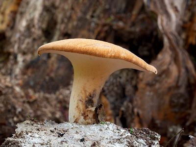 Rooting Polypore Mushroom