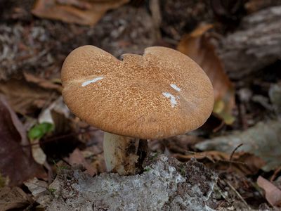 Rooting Polypore Mushroom