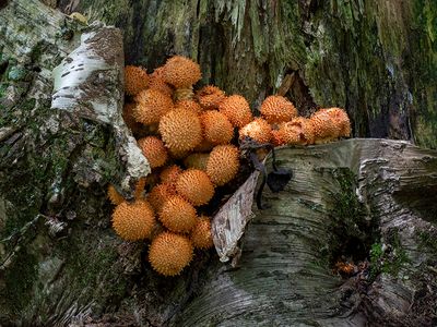 Scaly Pholiota Mushrooms
