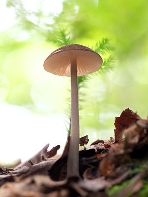 Pretty Pinkgill Mushroom