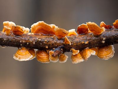 Silky Parchment Mushroom