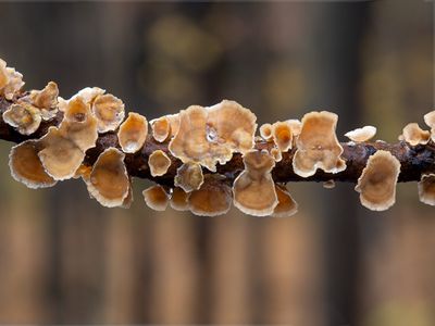 Silky Parchment Mushroom