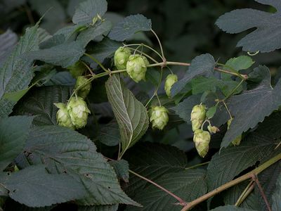 Common Hops Fruit