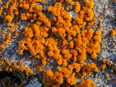 Orange Rock Hair Algae