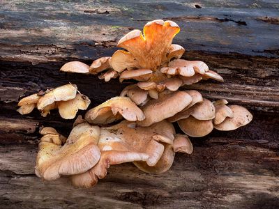 Late Fall Oyster Mushrooms