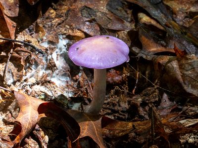 Viscid Violet Cort Mushroom