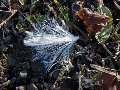Frost on Milkweed Seed