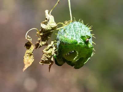 Wild Cucumber