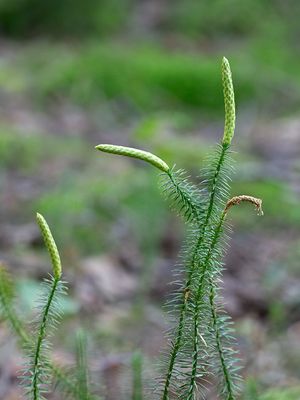 Stiff Clubmoss