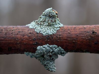 Hoary Rosette Lichen