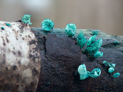 Green Wood-cup Fungus