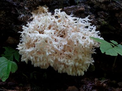 Comb Tooth Mushroom