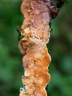 Ochre Spreading Tooth Fungus