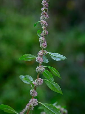 Rough-fruit Amaranth