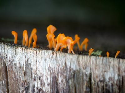 Fan-Shaped Jelly Fungus