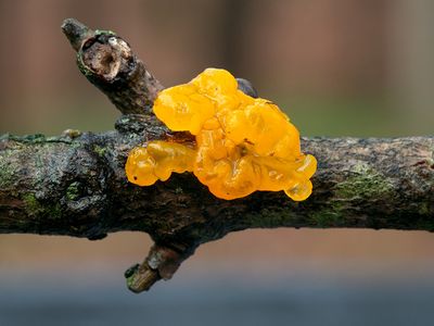 Witch's Butter Fungus