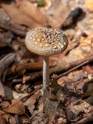 Shaggy Legged Ringless Amanita Mushroom