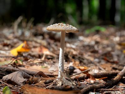 Shaggy Legged Ringless Amanita Mushroom