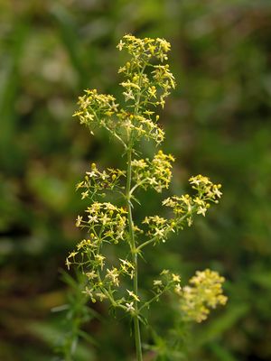 Yellow Bedstraw