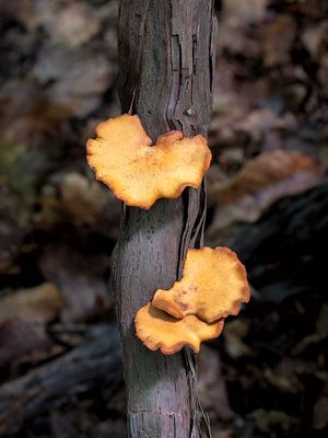 Blackfoot Polypore Mushroom