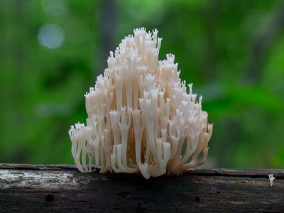 Crown-tipped Coral Fungus