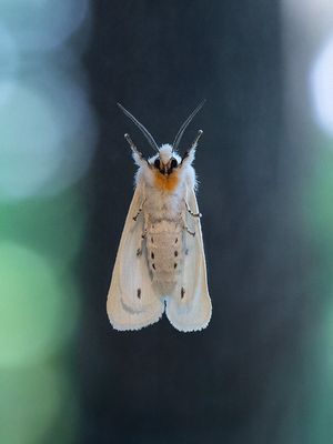 Agreeable Tiger Moth in My Window
