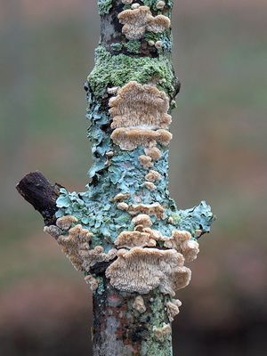 Milk-white Toothed Polypore Fungus with Lichens