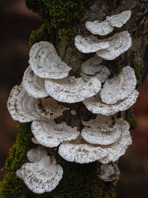 Little Nest Polypore Mushrooms