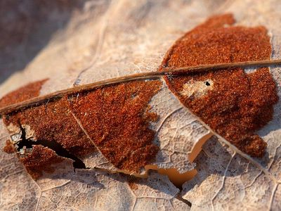 Red Erineum Galls