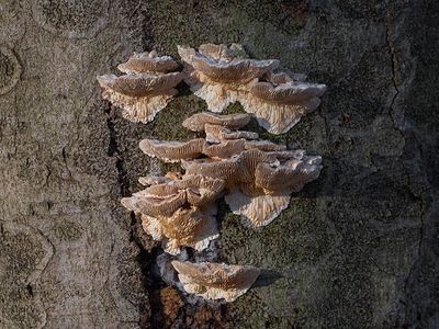 Gilled Polypore Mushroom