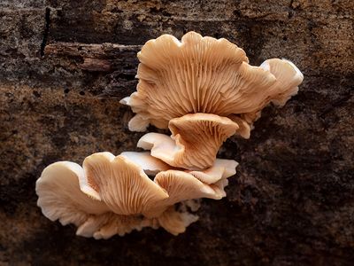Flat Crep Mushrooms