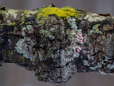 Lichens and a Lichenicolous Fungus