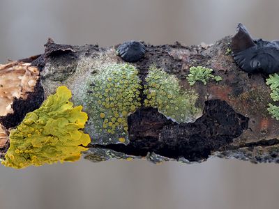 Lichens and Fungi