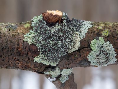 Hoary Rosette Lichen