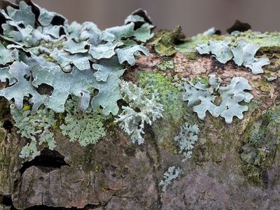 Lichens