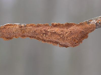 Reddish-Brown Crust Fungus