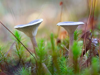 The Humpback Mushrooms