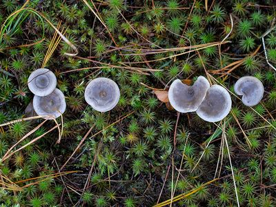 The Humpback Mushrooms