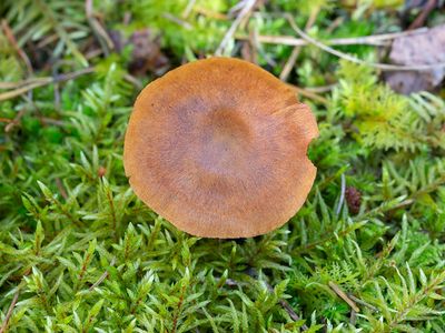 Common Rustgill Mushroom