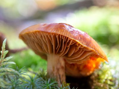 Common Rustgill Mushroom