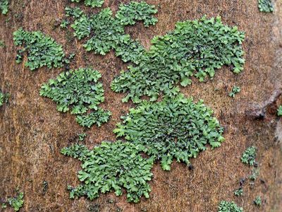 Hooded Tube Lichen