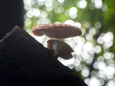 Shiitake Mushrooms