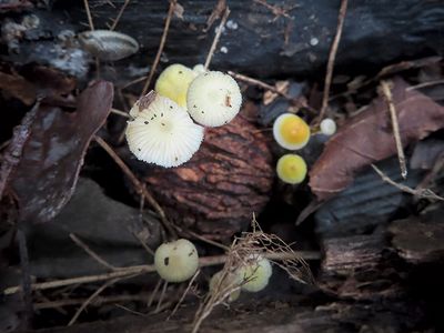 Walnut Mycena Mushrooms