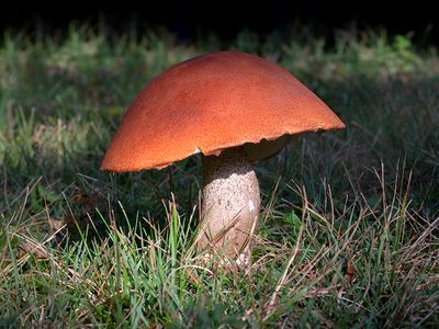 Brick-red Conifer Scaber Stalk Mushroom