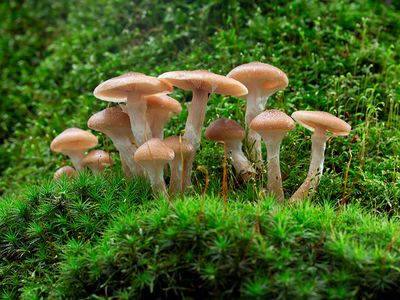 Honey Mushrooms