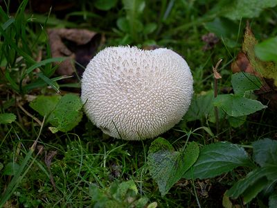 Common Puffball Mushroom
