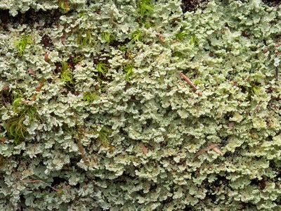 Mealy Rosette Lichen