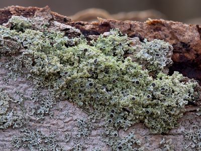 Mealy Rosette Lichen