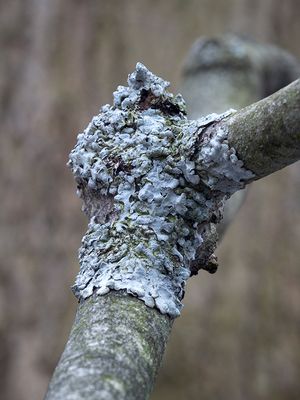 Rough Speckled Shield Lichen