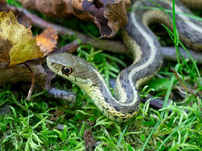 Eastern Garter Snake